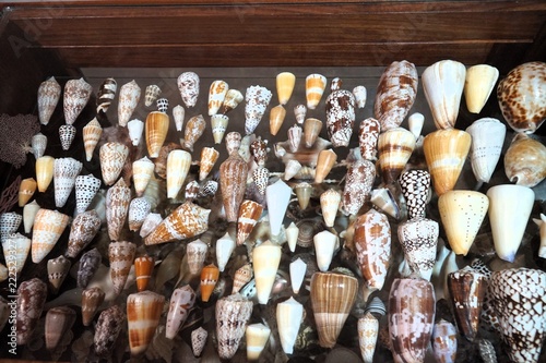 A collection of various seashells and mollusks on a glass shelf