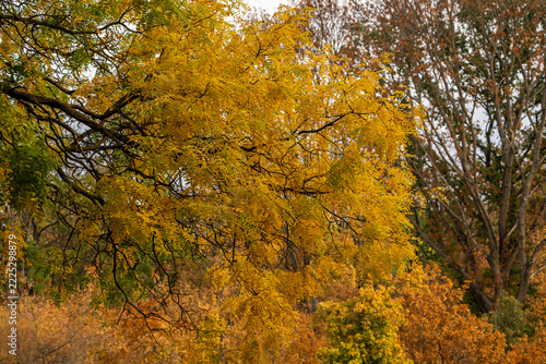 autumn in the forest
