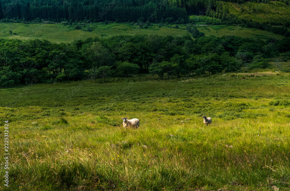 Fototapeta premium Two sheep grazing in lush green pasture beside woodland and forest near Tyndrum