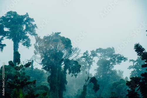 Misty tropical rainforest canopy with tall trees in heavy fog and mist