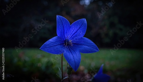 Single blue balloon flower blooming in garden at twilight