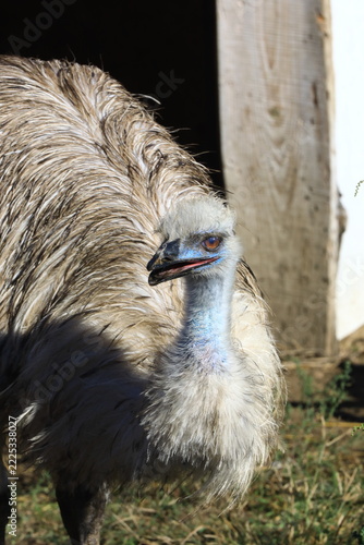 Australian Emu bird