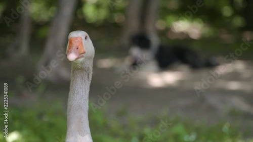 Goose, dog and chicken hiding from sun in shadow at the small farm