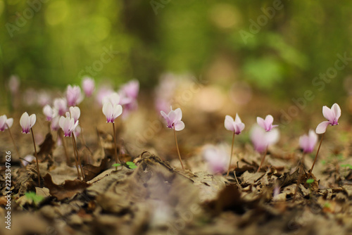 Ivy leaved cyclamen (Cyclamen hederifolium)