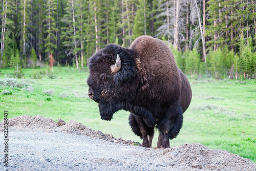 American Bison in Yellowstone National Park