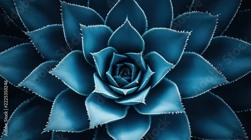 Close-Up View of a Bluish Green Succulent Rosette with Layered Leaves