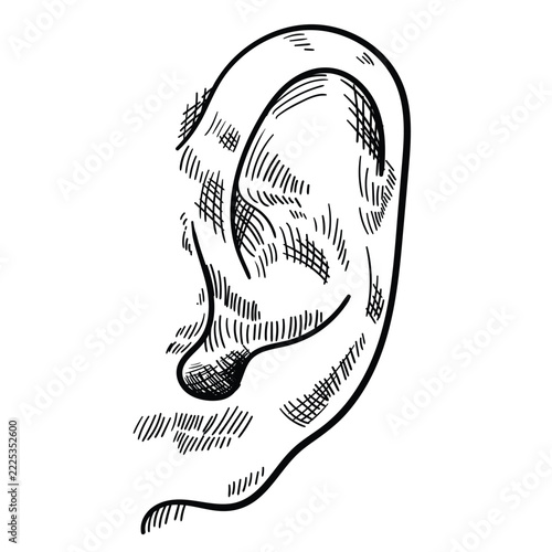 Hand drawn ear vector illustration. Ear drawing