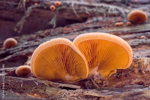Orange inedible mushroom growing from an old trunk