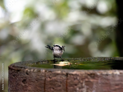 飛び立つエナガ