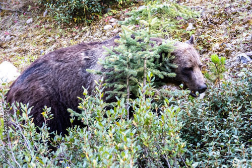 Grizzly Bear