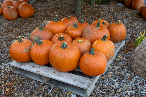 pumpkins on the ground