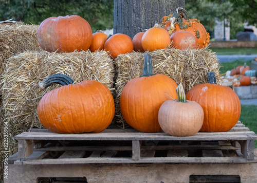 pumpkins