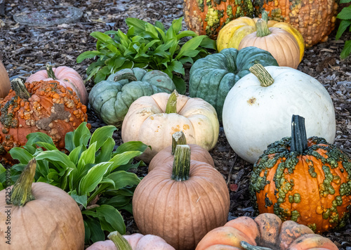 pumpkins and gourds