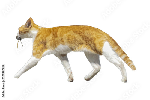 Isolated photo of a cat walking while carrying prey