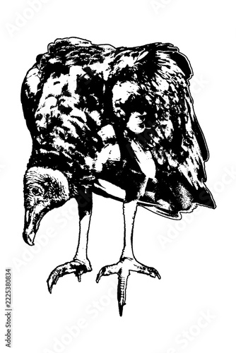 Isolated  graphic of black scavenger bird standing