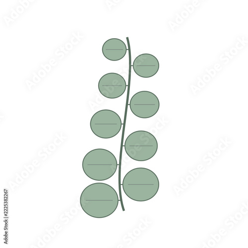 Eucalyptus sprig with round leaves isolated on transparent background