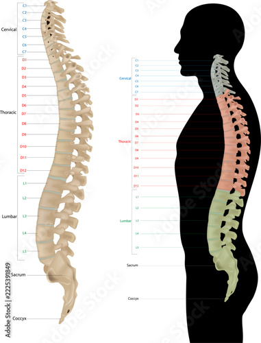 Human Vertebral Column Anatomy in Lateral Views with Color Coded Spinal Regions.  Spinal Anatomy Illustration with Cervical, Thoracic, Lumbar, Sacrum and Coccyx Labels