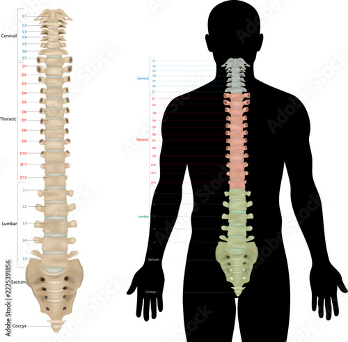 Human Vertebral Column Anatomy in Posterior  Views with Color Coded Spinal Regions. Human Spine Anatomy Diagram Showing Cervical, Thoracic and Lumbar Vertebrae