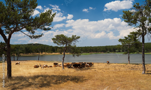Cattle in the pasture near lake.