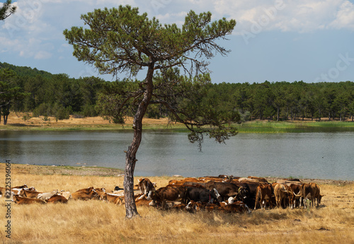 Cattle under the pine tree by the water.