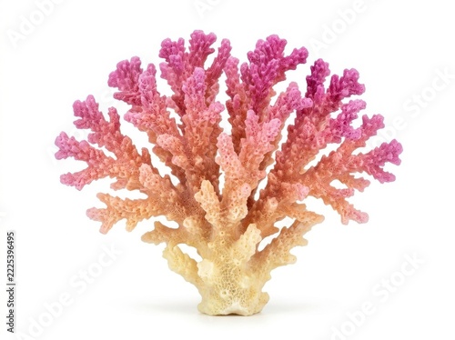 Pink and orange branching coral specimen isolated on white studio background with soft lighting