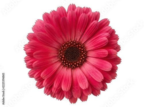 Vibrant pink gerbera daisy bloom isolated against a clean white background with delicate petal detail and central texture