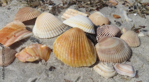 Colored seashells on the beach in Atlantic coast of North Florida