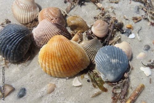 Colored seashells on the beach in Atlantic coast of North Florida