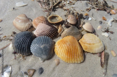 Colored seashells on the beach in Atlantic coast of North Florida