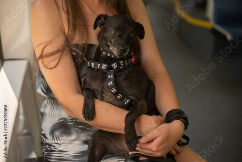 A young Caucasian woman with long brown hair holds a small black dog in a harness while sitting in a public transport setting.