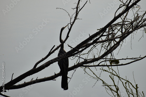 dead tree in winter