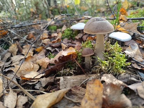 Close up of brown and white mushrooms on forest floor. Wild bolete fungi growing in green moss and dry autumn leaves