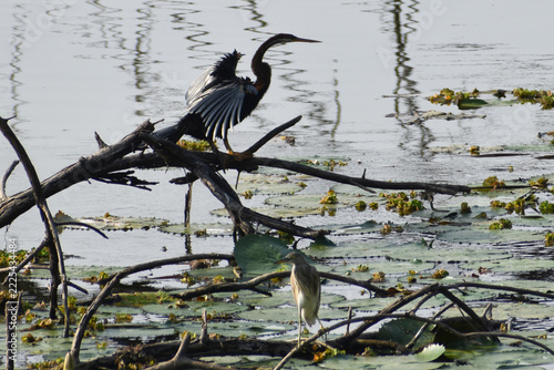 bird on a branch
