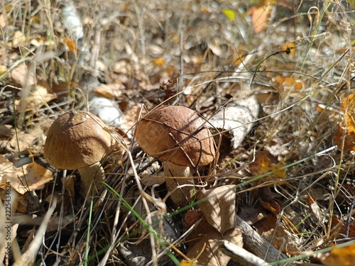 Two brown mushrooms growing in dry grass and autumn leaves. Wild edible fungus in a sunlit forest setting