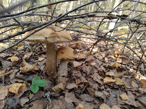 Close-up of two brown mushrooms under dry twigs and autumn leaves. Wild edible boletes in a woodland setting