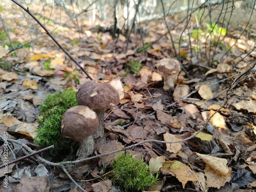 Two brown mushrooms growing next to green moss and autumn leaves. Wild edible fungus in a forest with blurred background