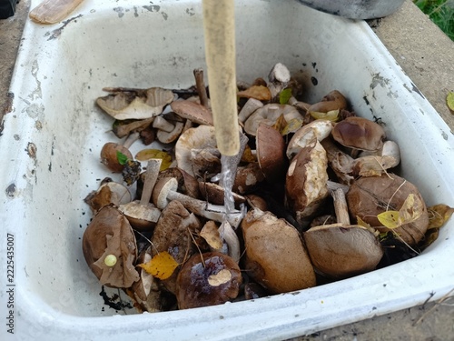 Washing freshly harvested wild mushrooms in a white outdoor sink. Cleaning a pile of edible brown fungus with running water