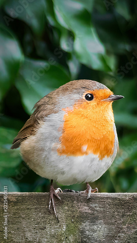 European Robin (Erithacus rubecula) Perched on Wooden Fence Against Green Foliage