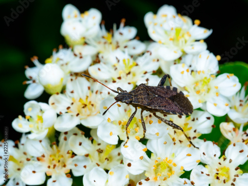 A brown-brownish dock bug (Coreus marginatus) on the inflorescence of a cotoneaster (Cotoneaster).