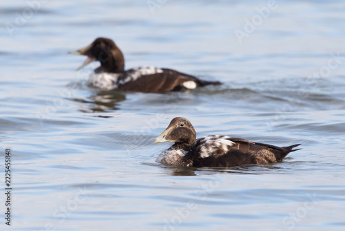 immature swimming adult male common eider (Somateria mollissima) in eclipse plumage, found at Cuxhaven in Lower Saxony, Germany