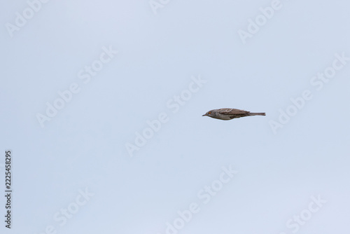 Fotografie adult male barred warbler (curruca nisoria) in flight, found at former drilling
