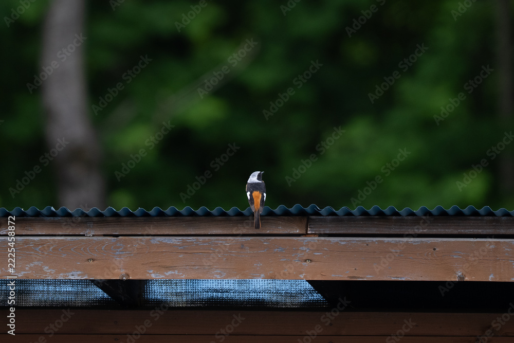 Naklejka premium Small hummingbird perched on wooden roof edge against blurred green forest background, creating quiet wildlife scene with natural evening atmosphere and soft focus