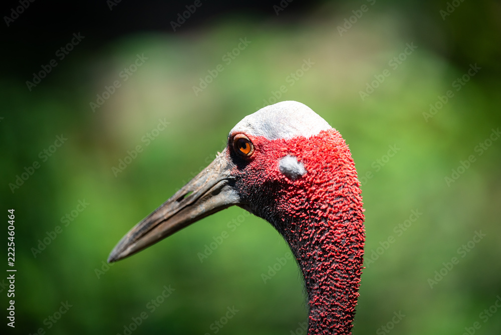 Naklejka premium Red crowned crane portrait with long beak and vivid plumage against blurred green natural background, highlighting bird alert expression and distinctive head detail