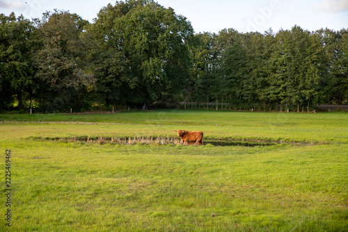 Highland Cow Standing in Green Pasture Near Pond With Tree Line in Countryside Landscape