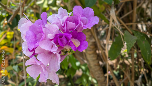 purple flowers in the garden