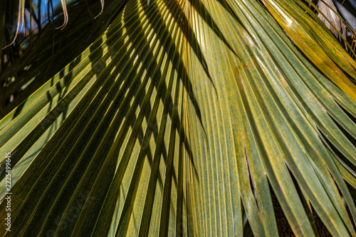 Palm Leaf Background with a Shadow.