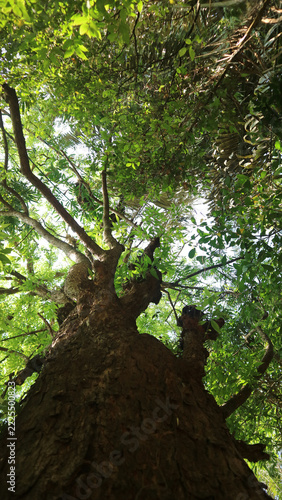 low angle shot looking up at tall majestic tree canopy in forest