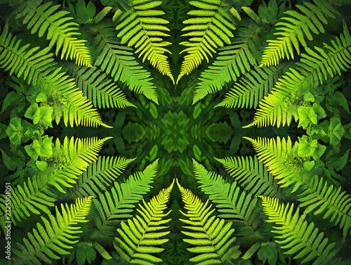 Vibrant Green Ferns in a Harmonious Formation