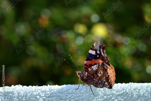 Red Admiral sitting on the washing in the sunshine