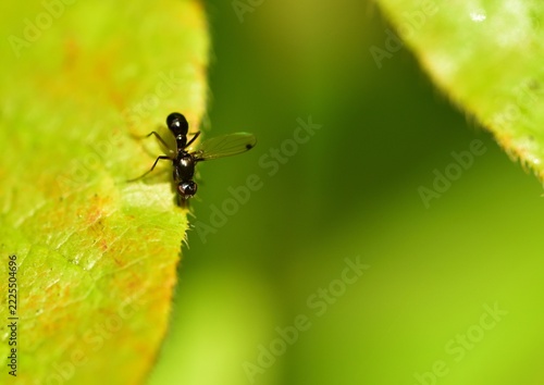 Nectar hunting flying Black Ant